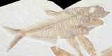 Large Diplomystus & Knightia Fossil Fish Plate #10043-1